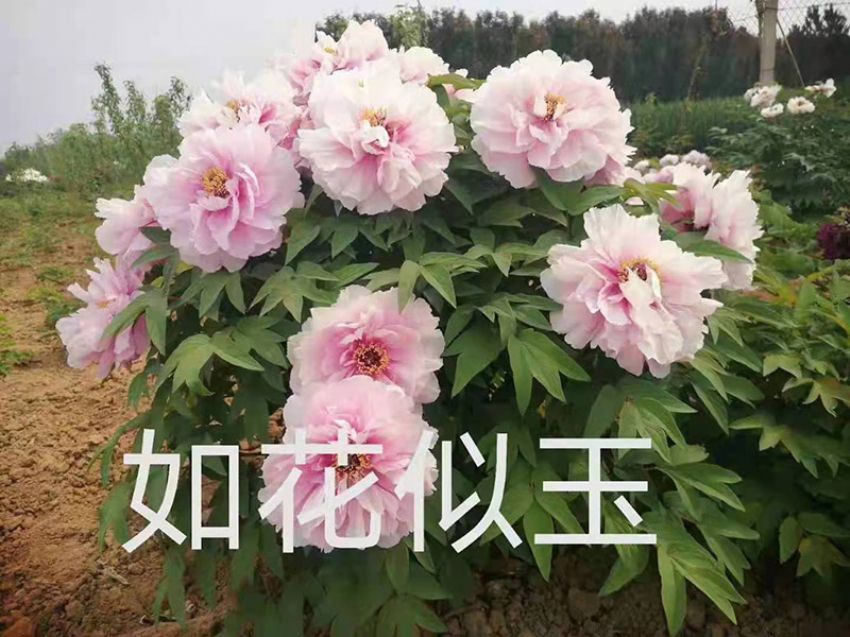 點(diǎn)擊查看詳細(xì)信息<br>標(biāo)題：如花似玉 閱讀次數(shù)：742